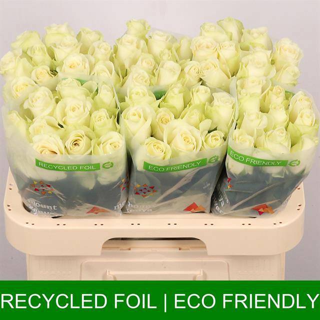 Роза од. Сноусторм+ 60, шт.