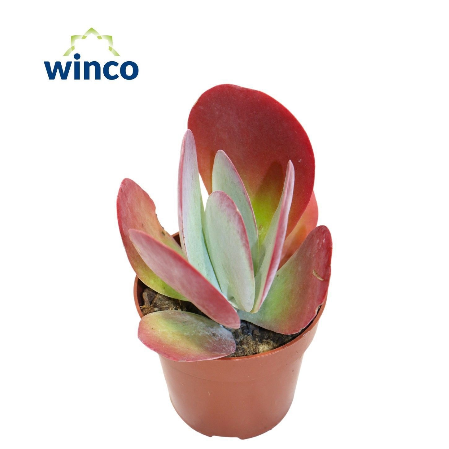 Kalanchoe Thyrsiflora (red), D 8,5