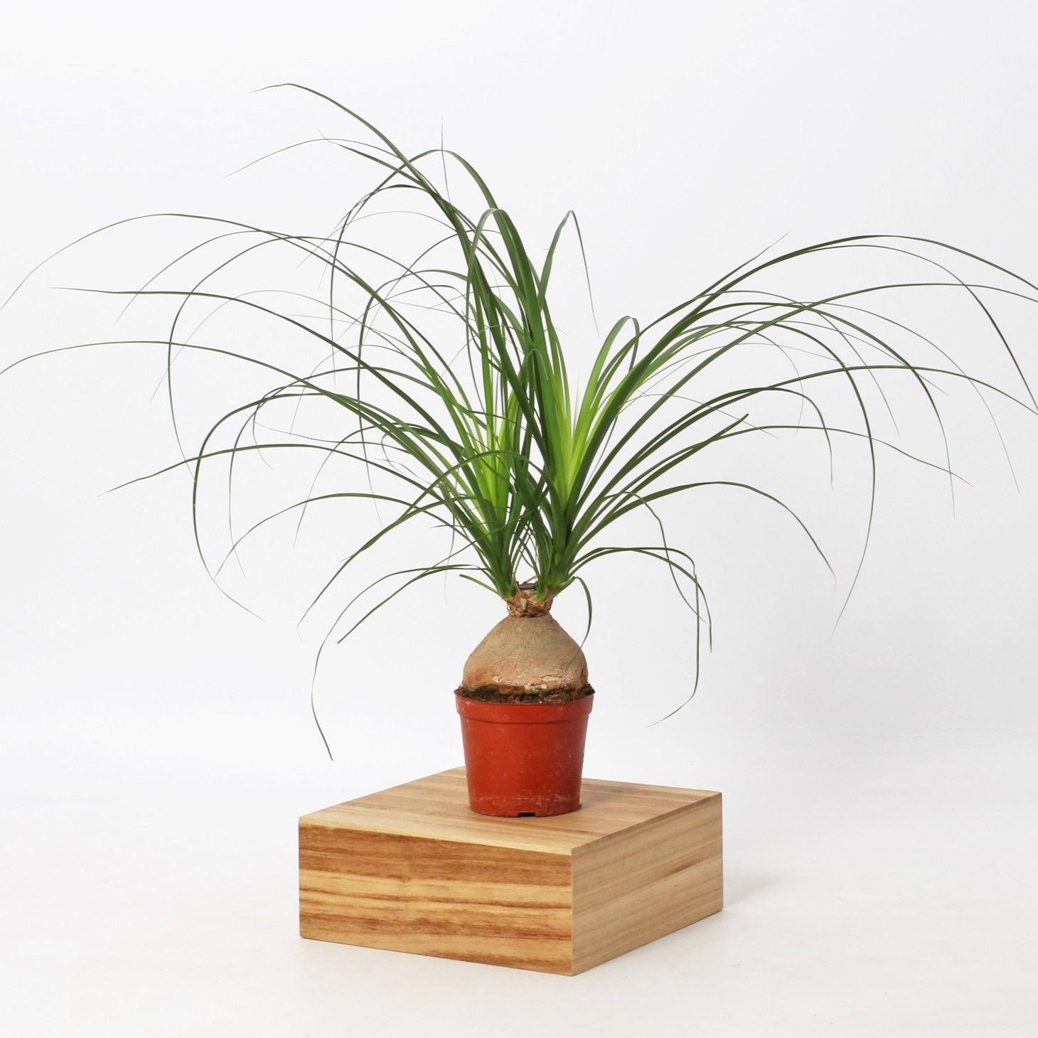 Nolina Recurvata 12cm - 6-8cm knol, D 12
