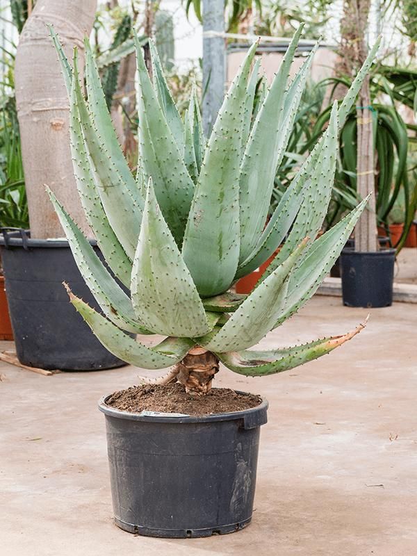 Aloe marlothii, D 45