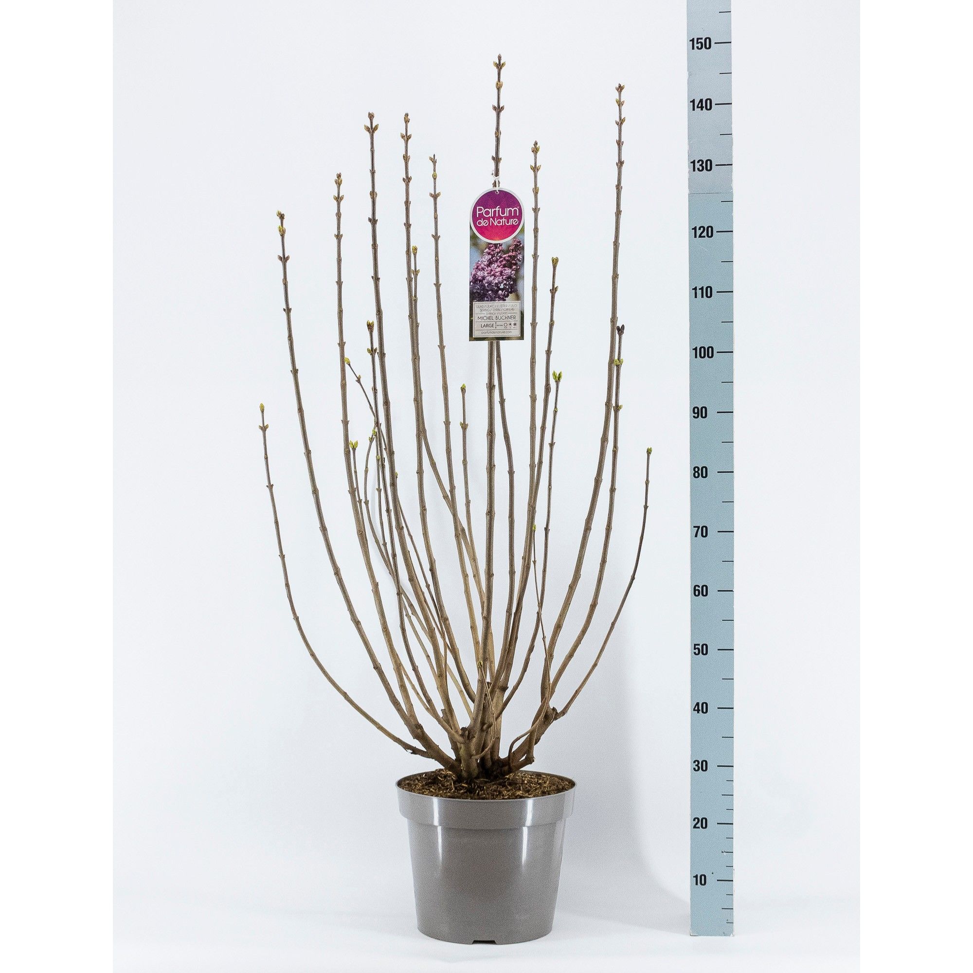 Syringa vul. Michel Buchner, 3-jarig, C15 Solitair, D 32