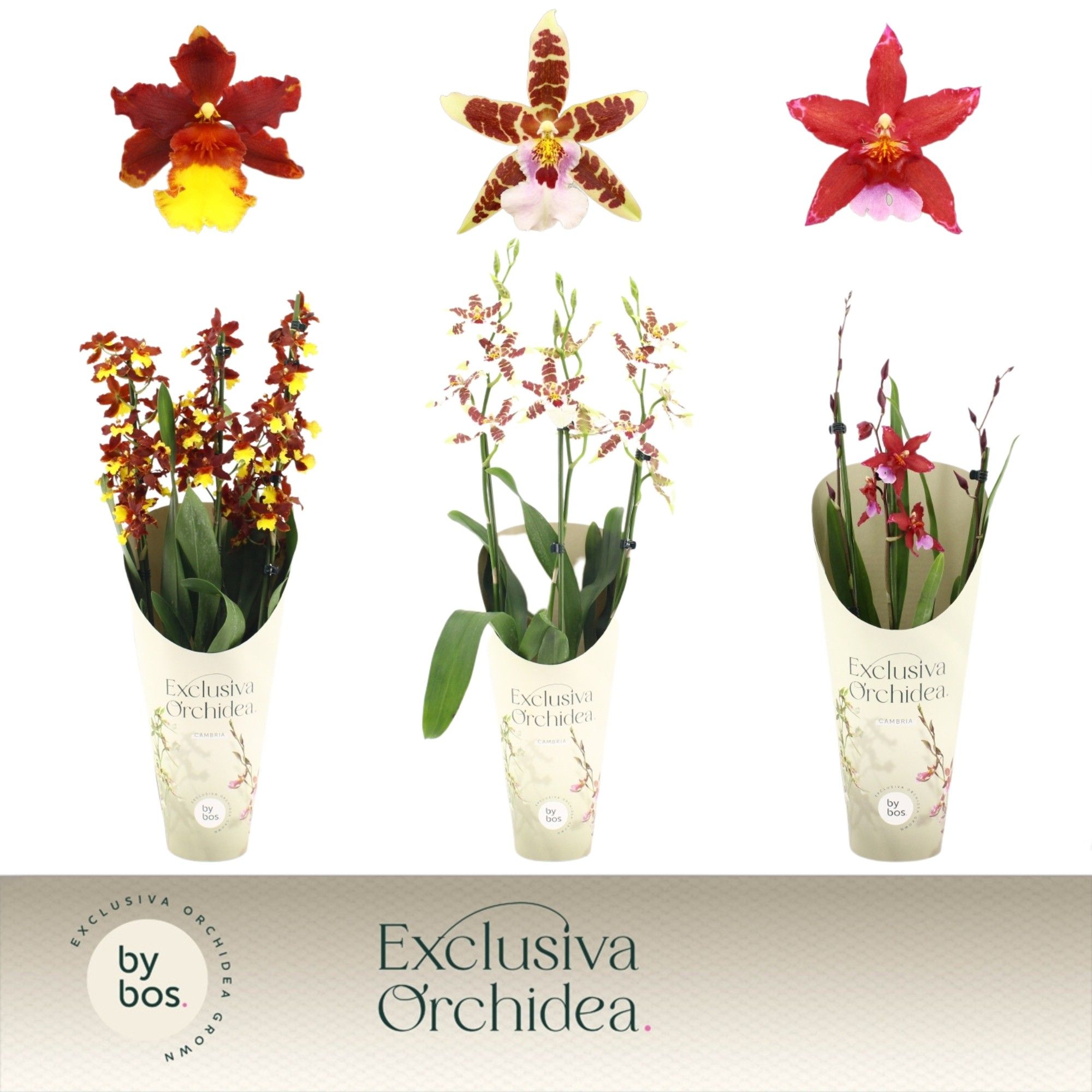 Cambria, Mix 3-spike 'Exclusiva Orchidea' Potcover, D 12