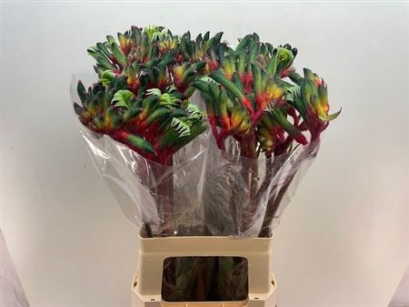 Анигозантус Роял Чирс 70 (зелено-роз.), шт.