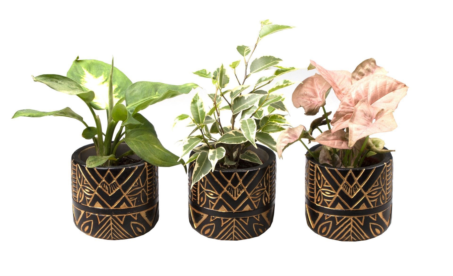 L 716 with Green Mix, D 6