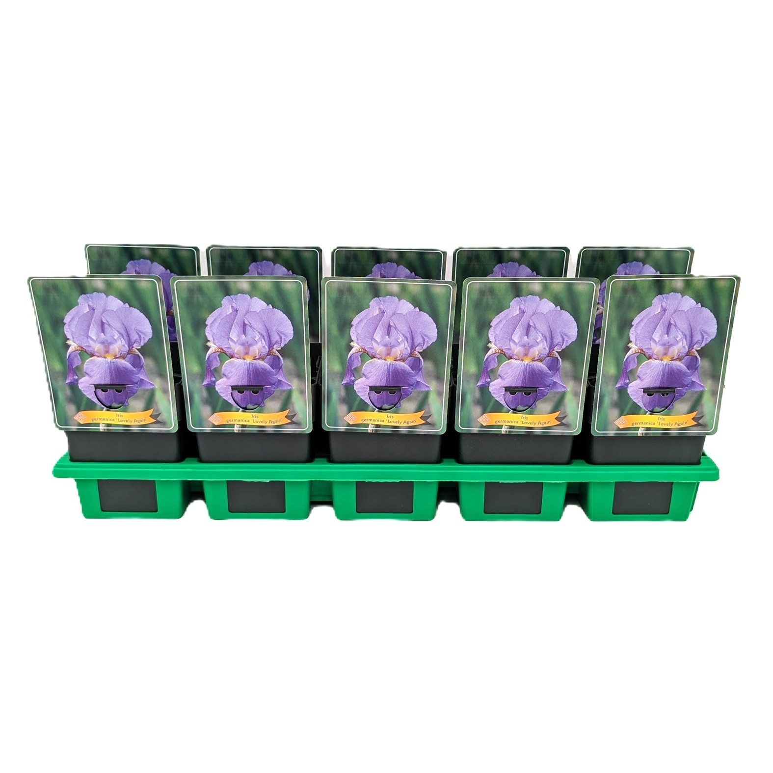 Iris germanica 'Lovely Again' P11, D 11 cm