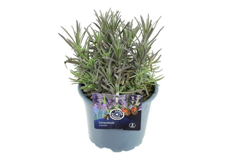 Lavandula ang. Munstead, D 17