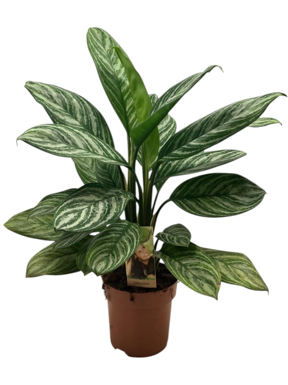 Aglaonema Silver Stripe, D 17
