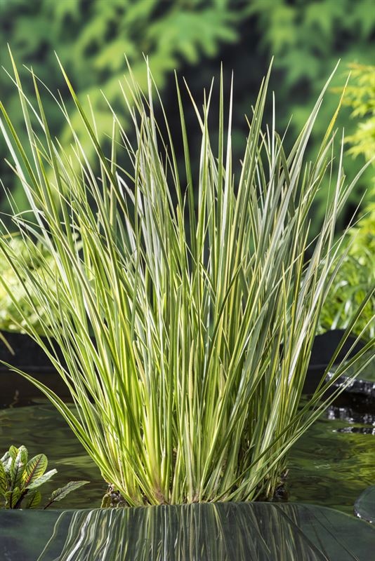 Acorus calamus Gramineus (18x18), D 18