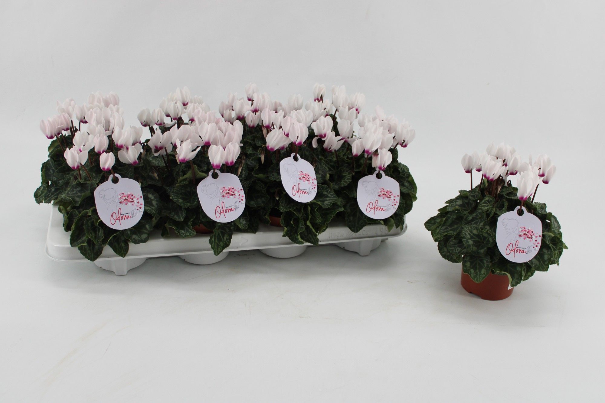 Cyclaam Odora White with Eye, D 10,5 cm