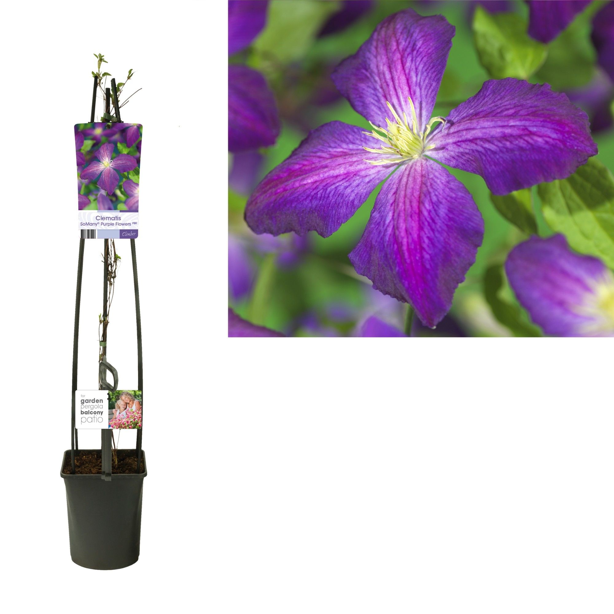 Clematis So Many® Purple Flowers PBR +light label, D 23 cm