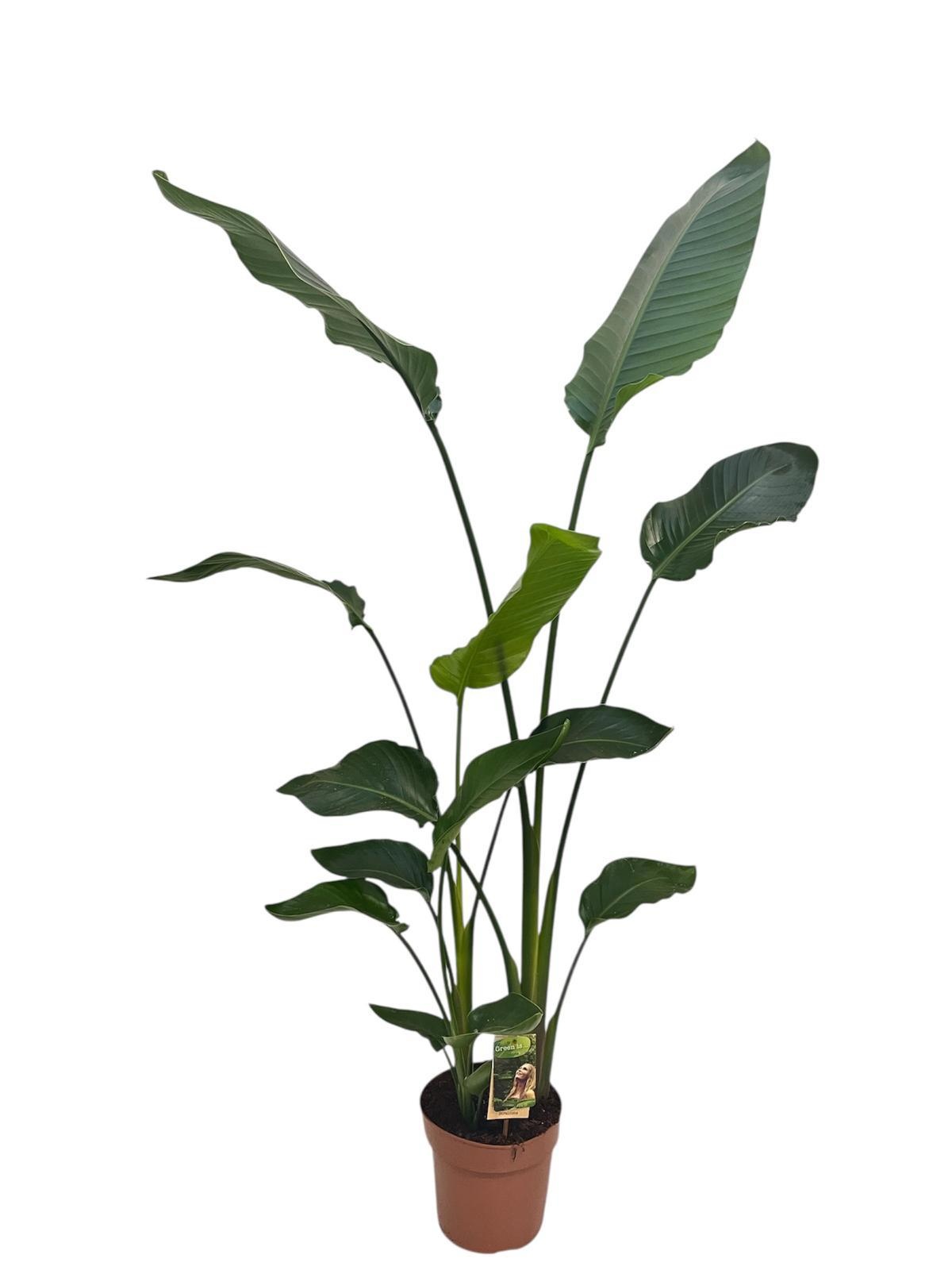 Strelitzia Nicolai - hoogte 150-160@, D 21