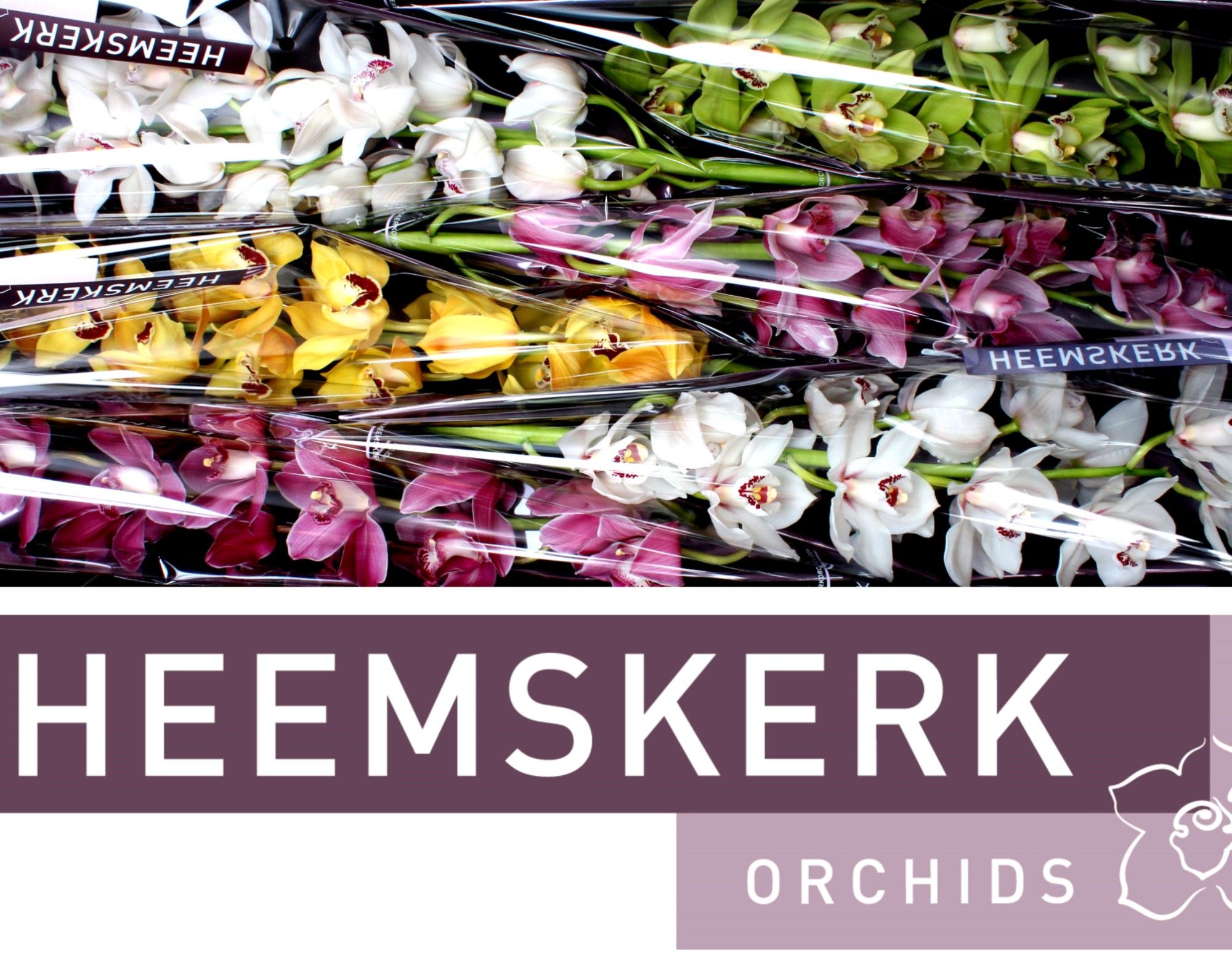 Цимбидиум Микс 80 x6, шт.