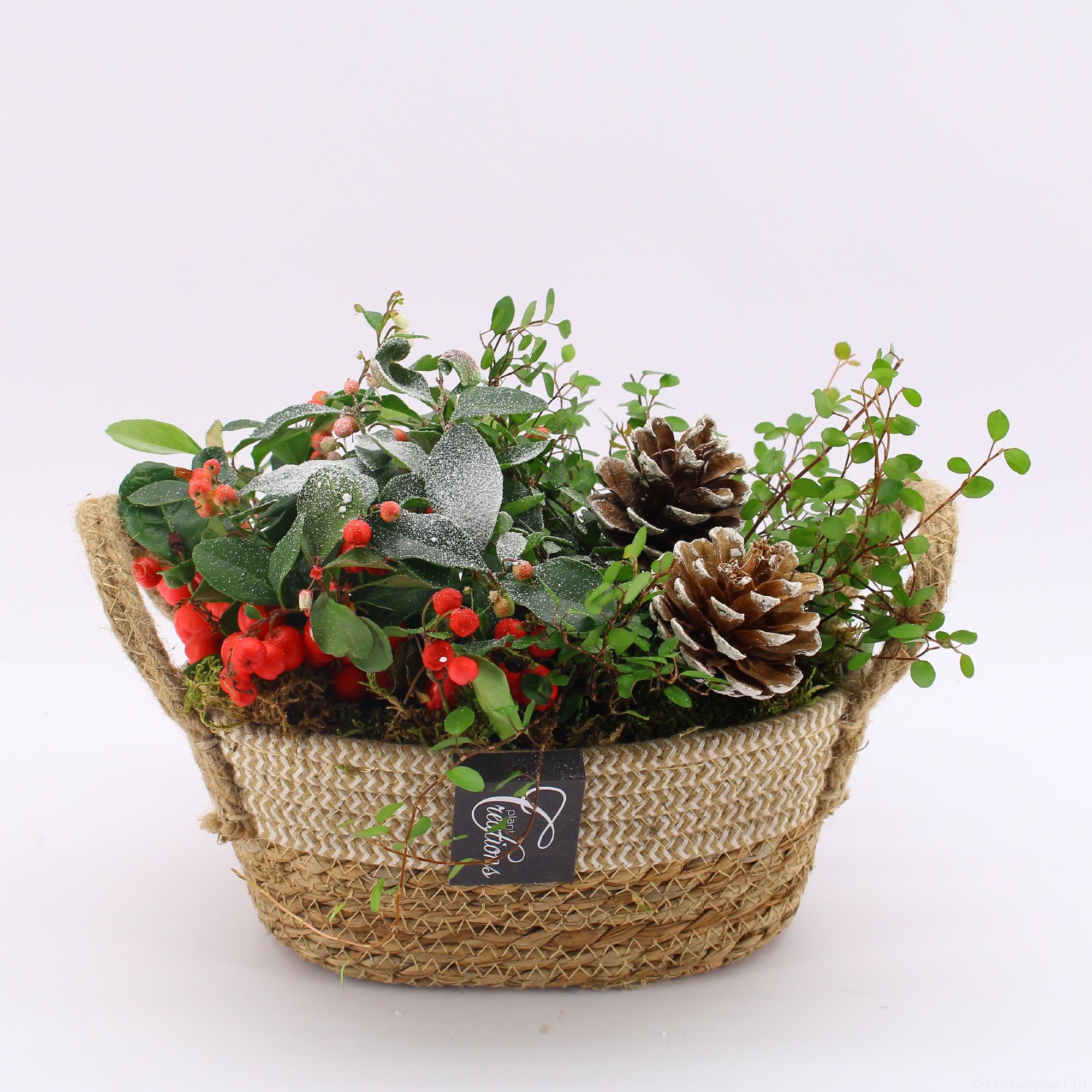 GACR-2521 Gaultheria creatie, D 24 cm