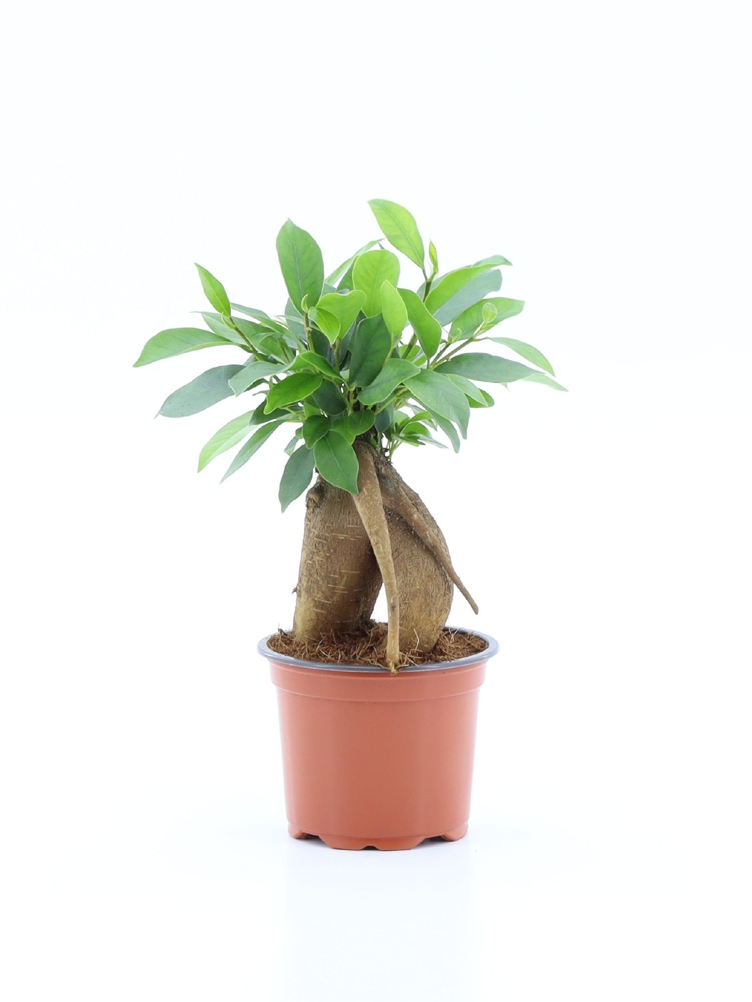 Ficus microcarpa Retusa, D 9 cm