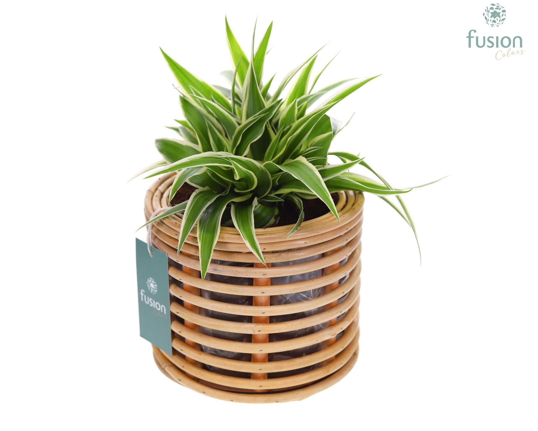 Mand rattan spiraal Hori naturel op poten met Chlorophytum, D 17