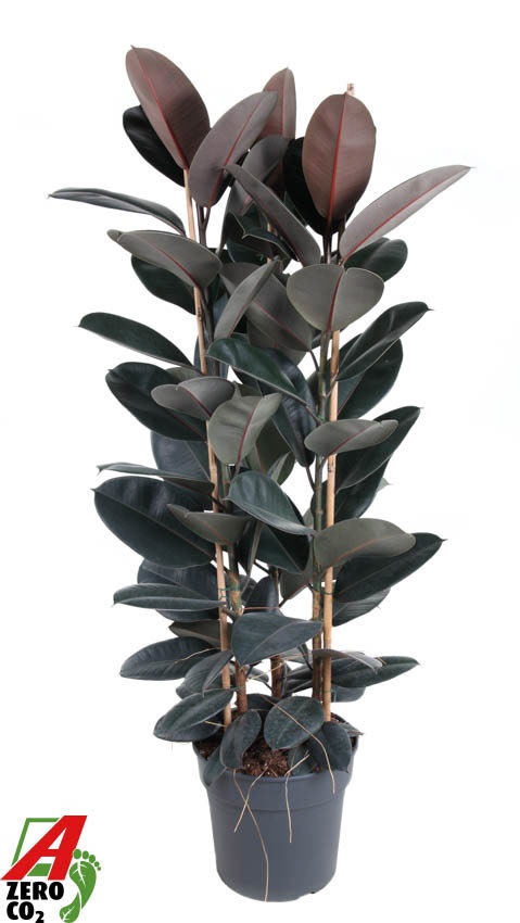 Ficus Elastica Abidjan 3PP P34 (NO GAP), D 34