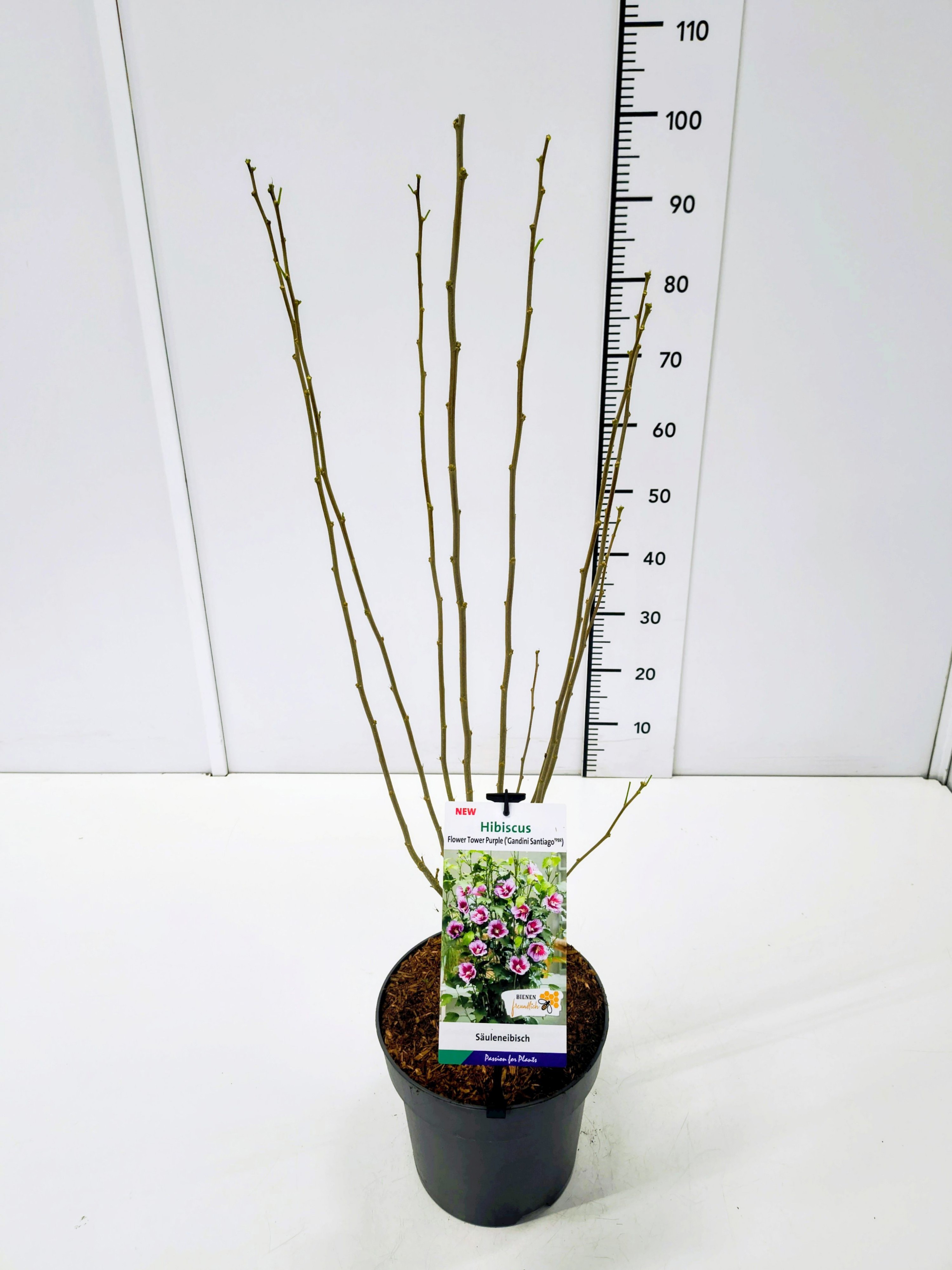 Hibiscus syr. 'Flower Tower Purple' 40-60C5, D 23