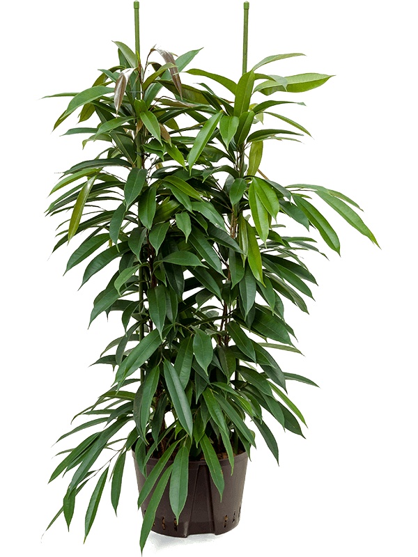 Ficus binnendijkii 'Amstel King', D 28