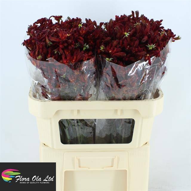 Анигозантус Эрли Спринг 70, шт.