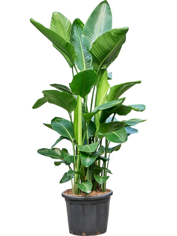 Strelitzia nicolai, D 45