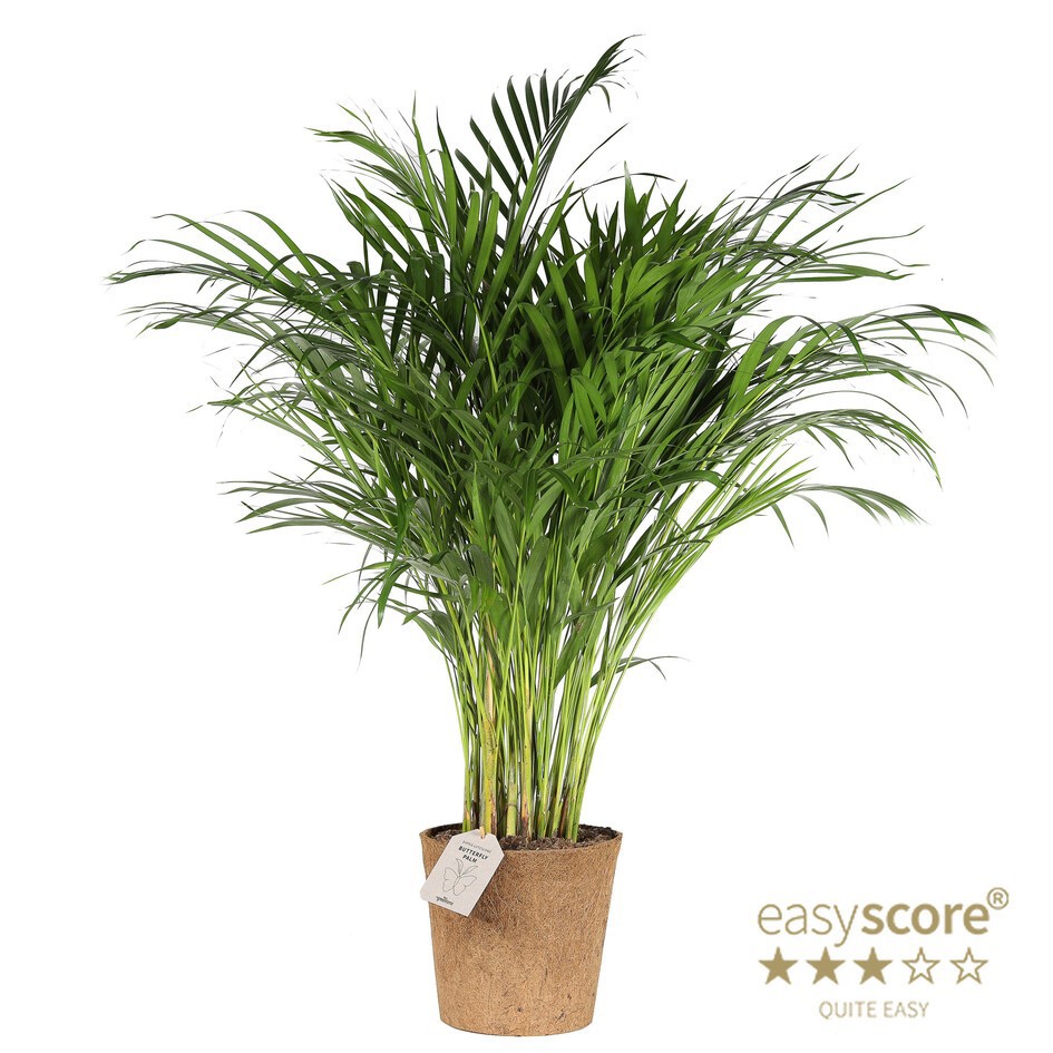 DYPSIS LUTESCENS COCOZ, D 24 cm DYPSIS LUTESCENS COCOZ, D 24 cm