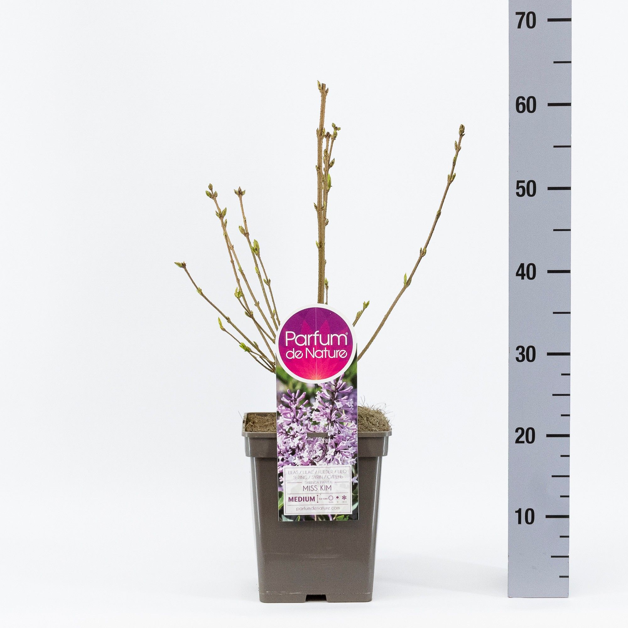 Syringa patula 'Miss Kim', C5, D 23 cm Syringa patula 'Miss Kim', C5, D 23 cm