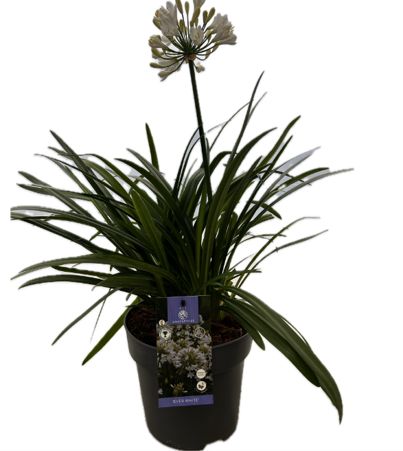 Agapanthus 'Ever White' P22 EVERGREEN, D 22