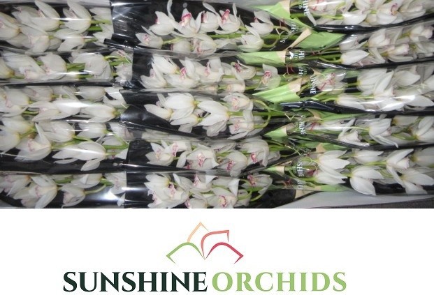 Цимбидиум мини Лаки Сью x15 50, шт.