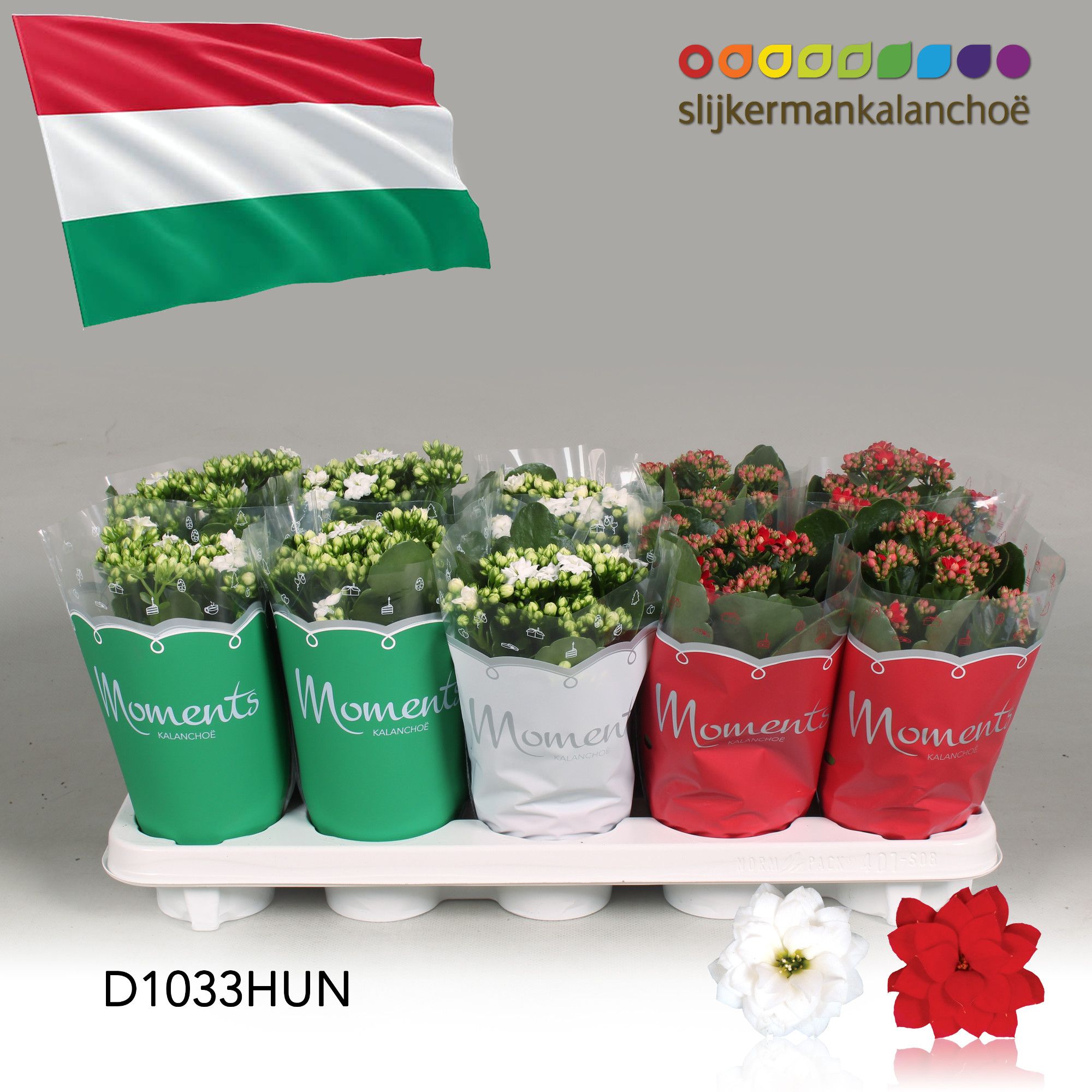 Kalanchoe Moments - Hungary flag, D 10,5