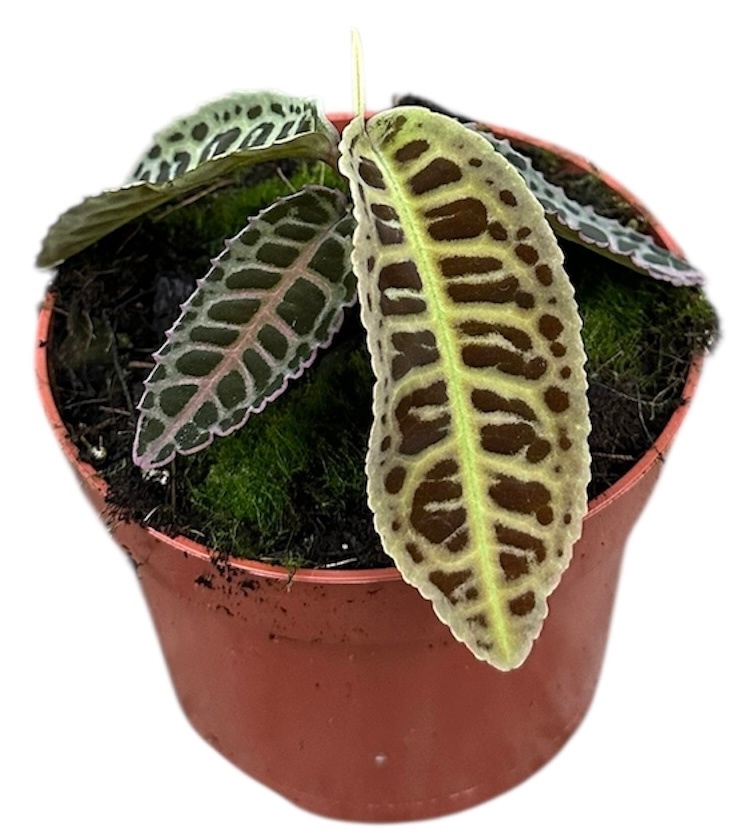 Labisia Sp No Id, D 10,5