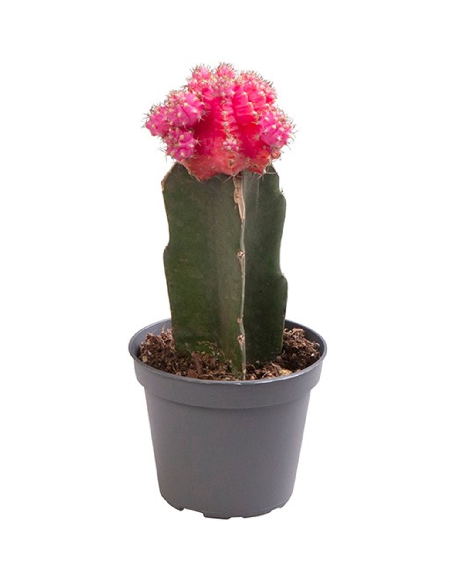 Gymnocalycium Mihanovichii Pink, D 6