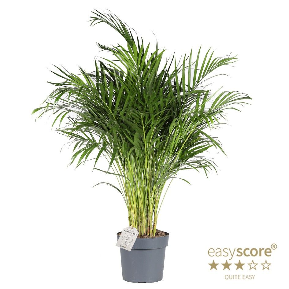 DYPSIS LUTESCENS, D 24