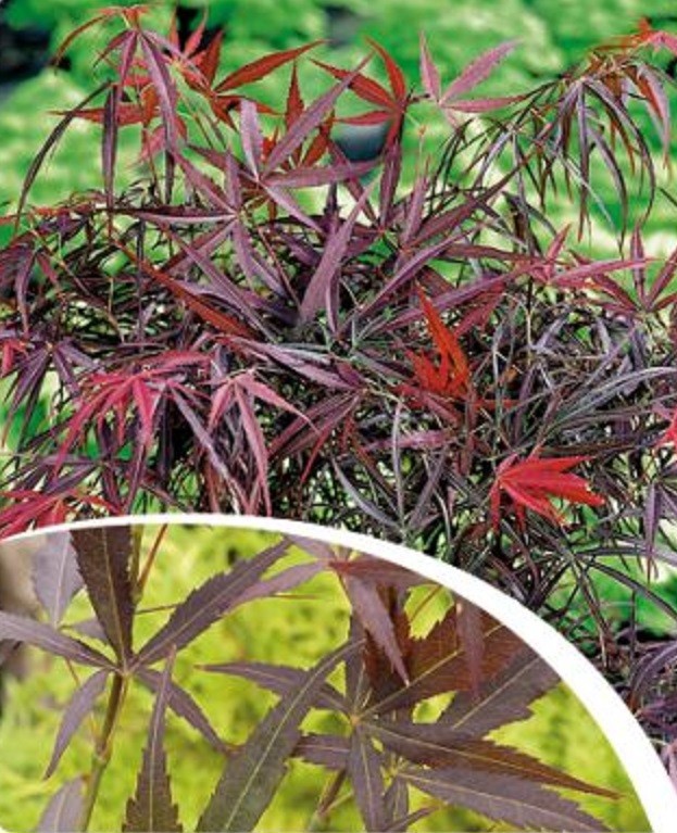 Acer palmatum 'Red Pygmy' P19, D 19