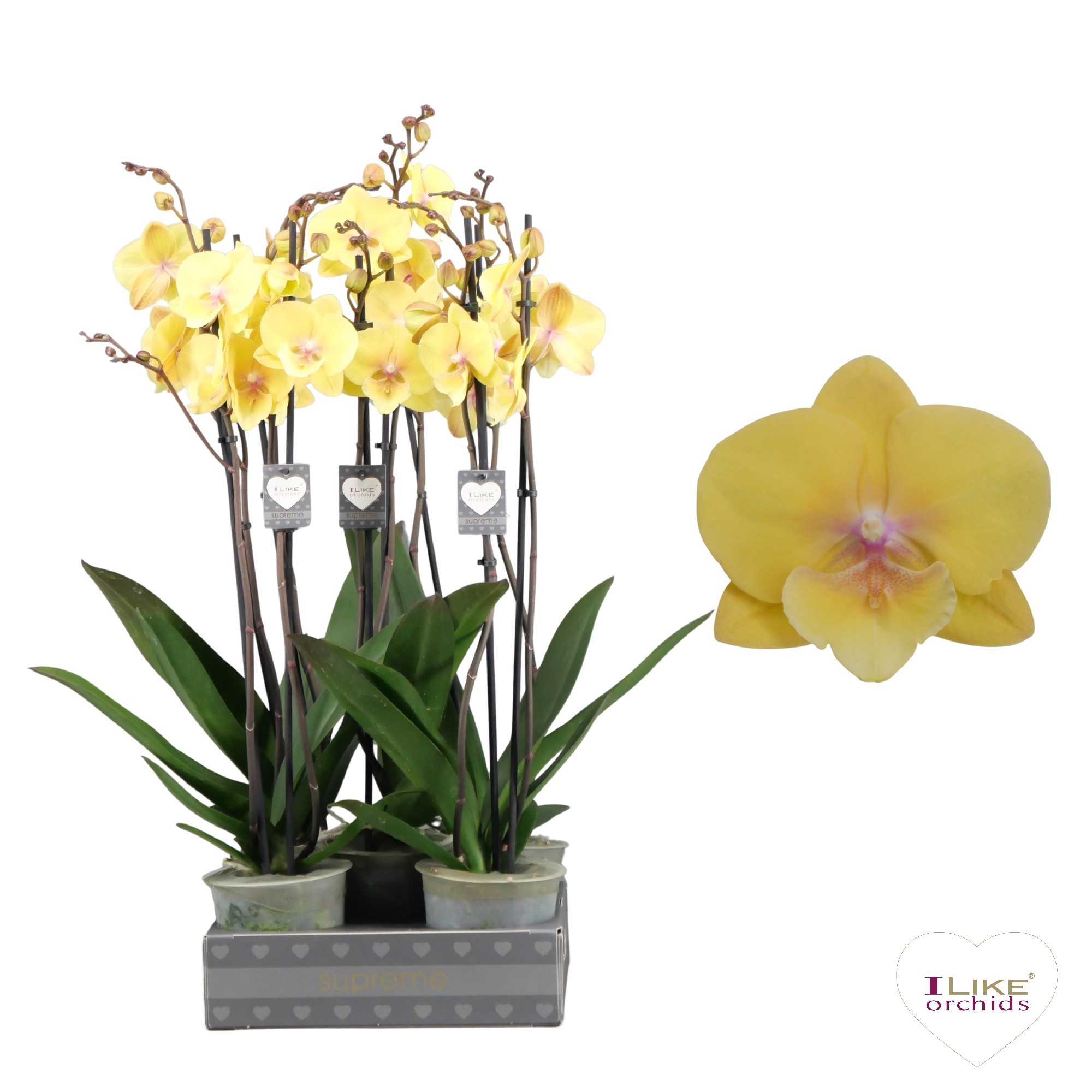 Phalaenopsis Palau - 2 tak 60cm, D 12