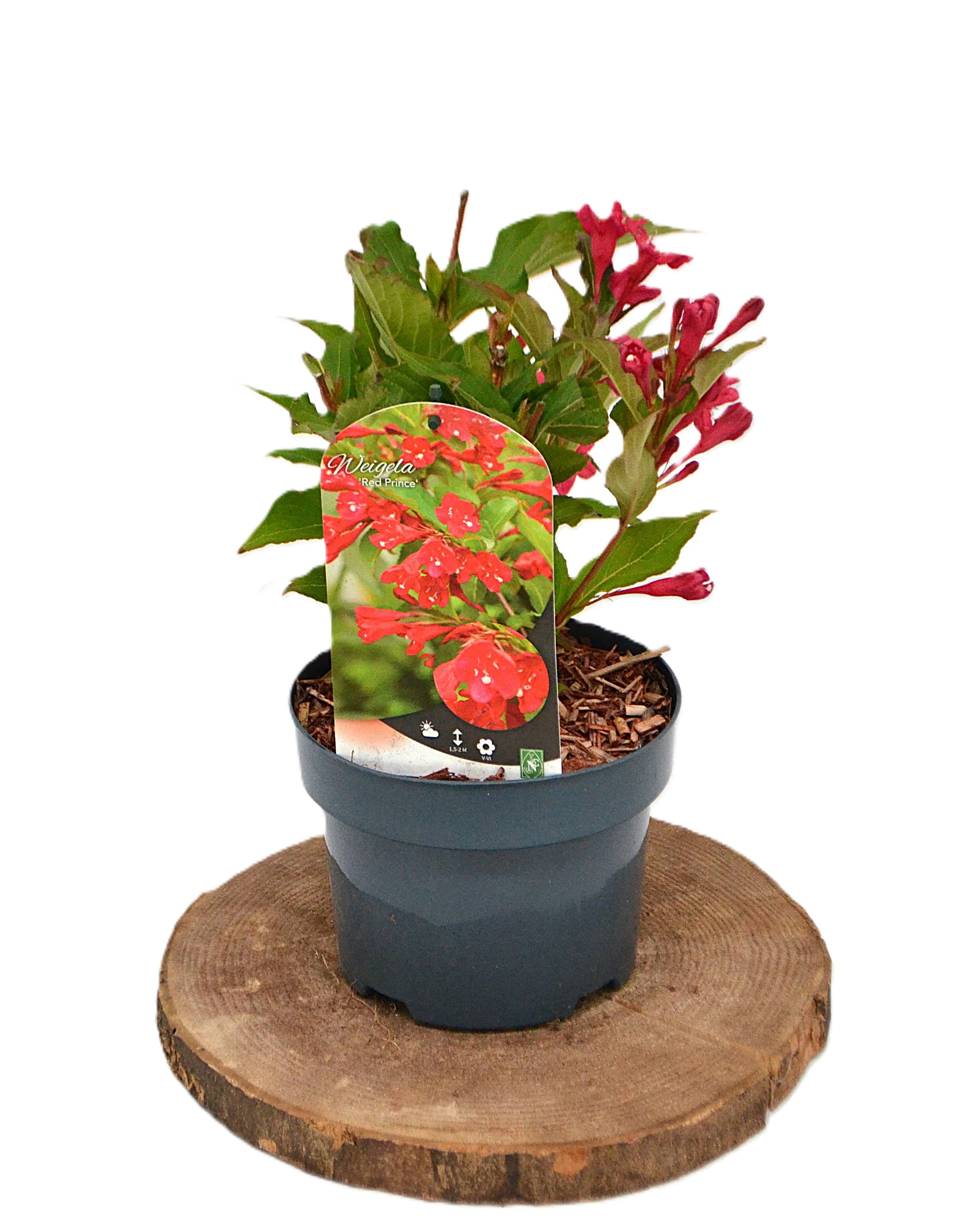 Weigela Red Prince C2, D 17