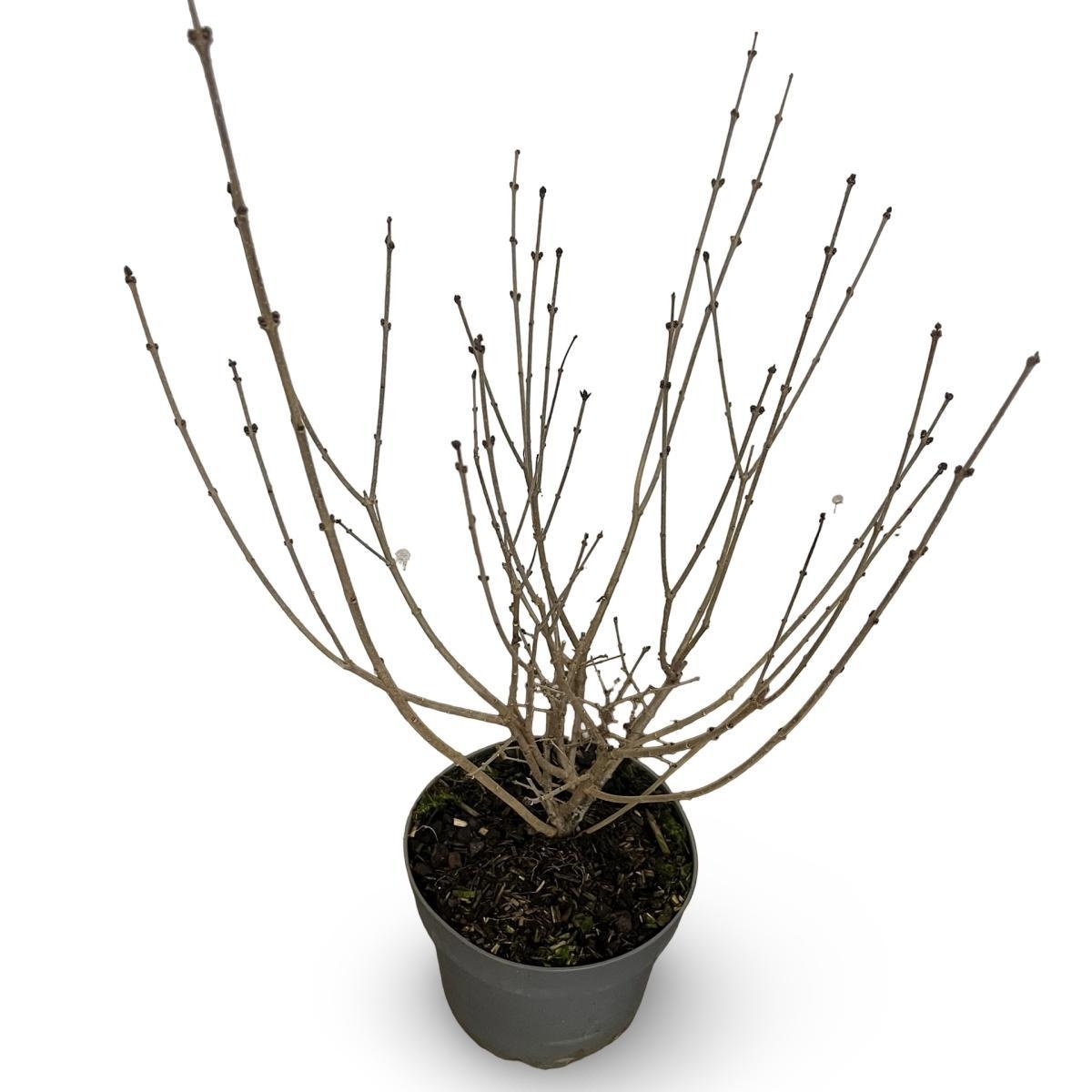 Syringa meyeri 'Palibin', D 21