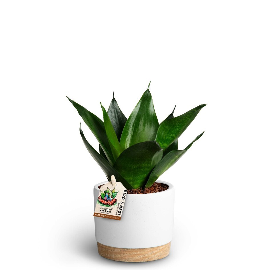 Woodbase White, Sansevieria Hahnii, D 10 cm