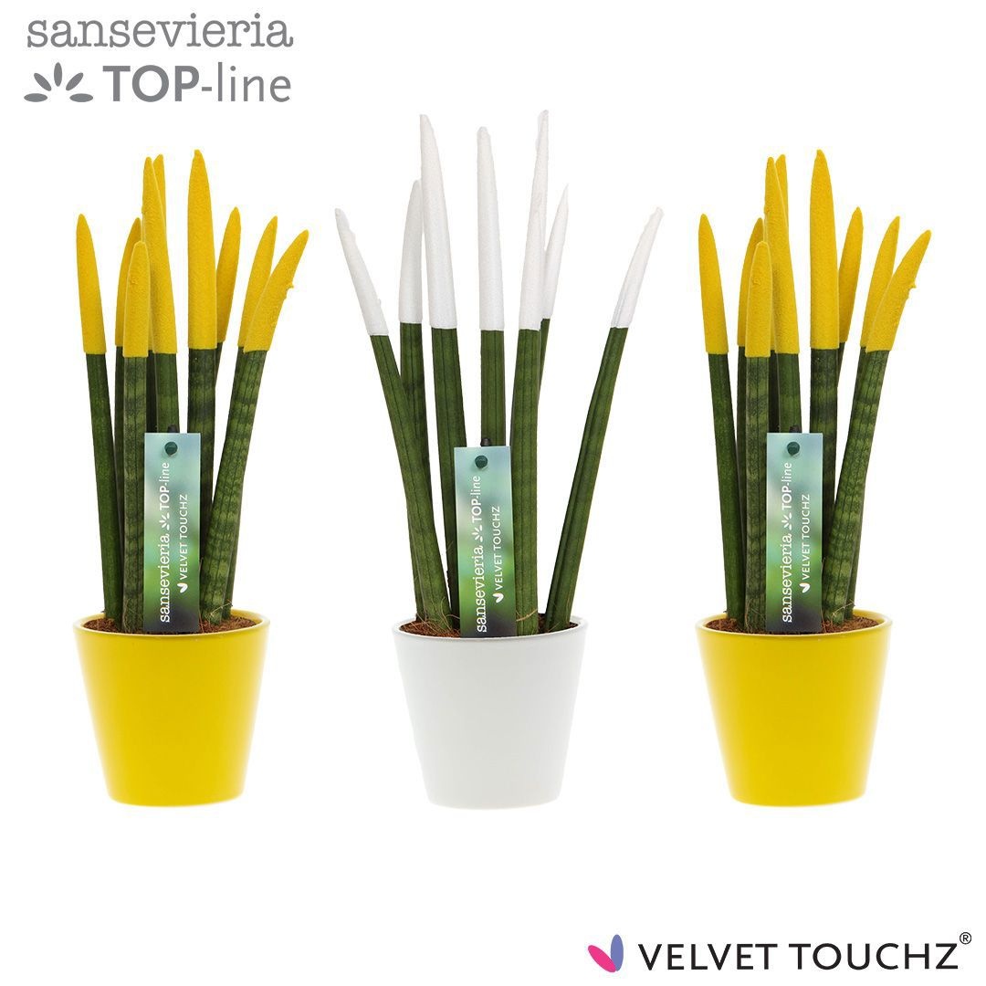 Sansevieria VELVET TOUCHZ® Classic Easter mix In keramiek R'dam, D 8,5