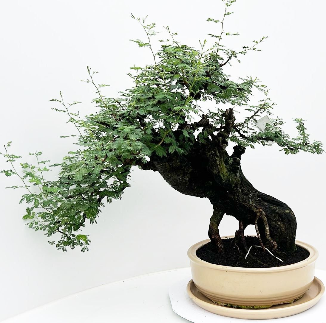 Vachellia nilotica, pot 38 cm, height 65cm. With driptray. (single item), D 38