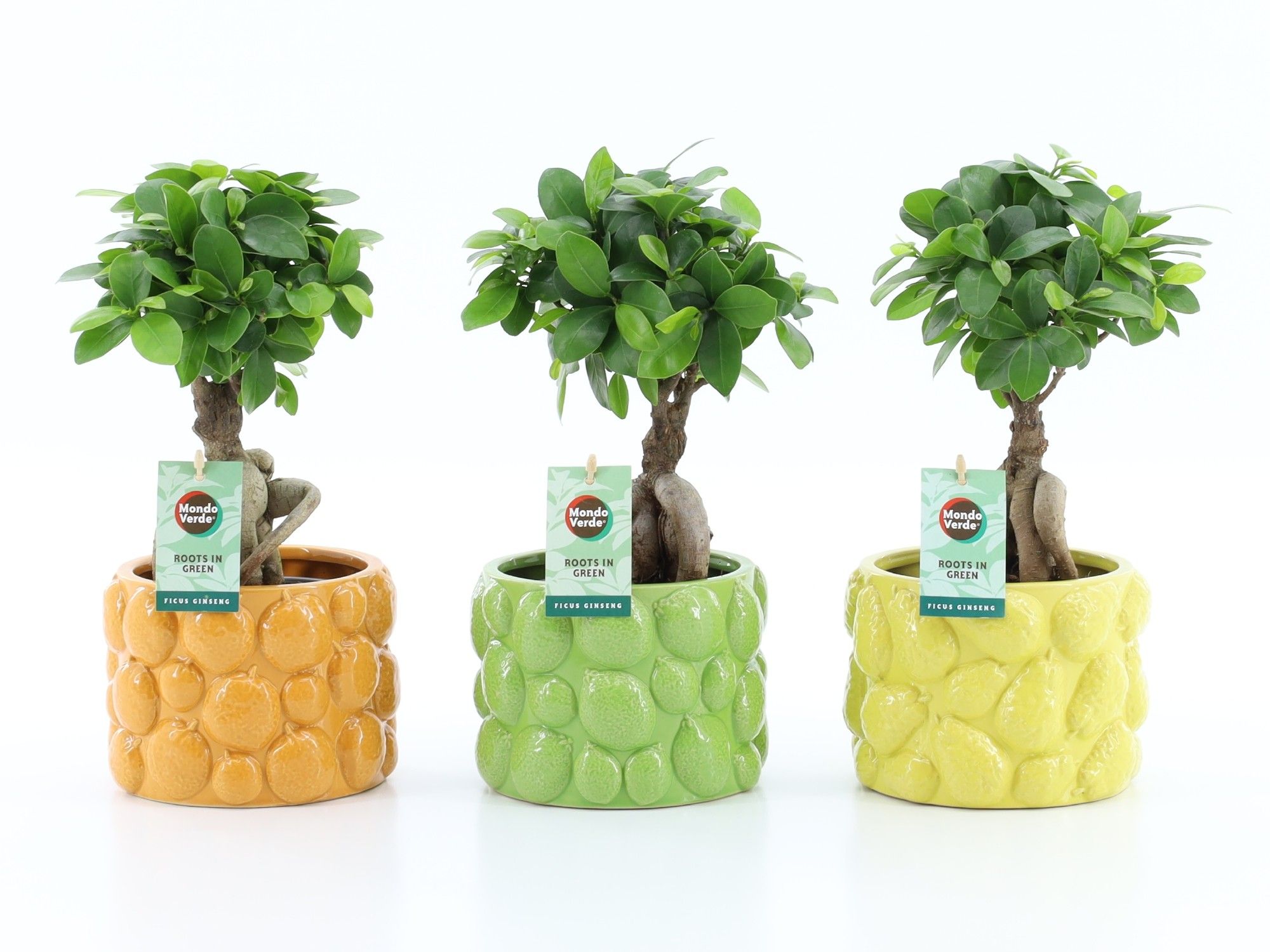 Ficus micr. Ginseng in La Dolce Frutta, D 15