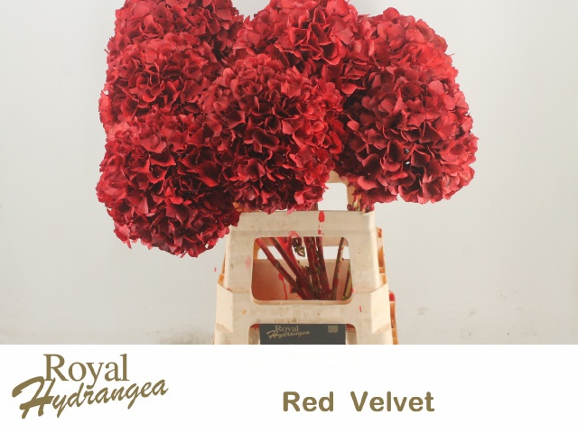 Гортензия Овериг Крашеная (краш. ) 60, шт.