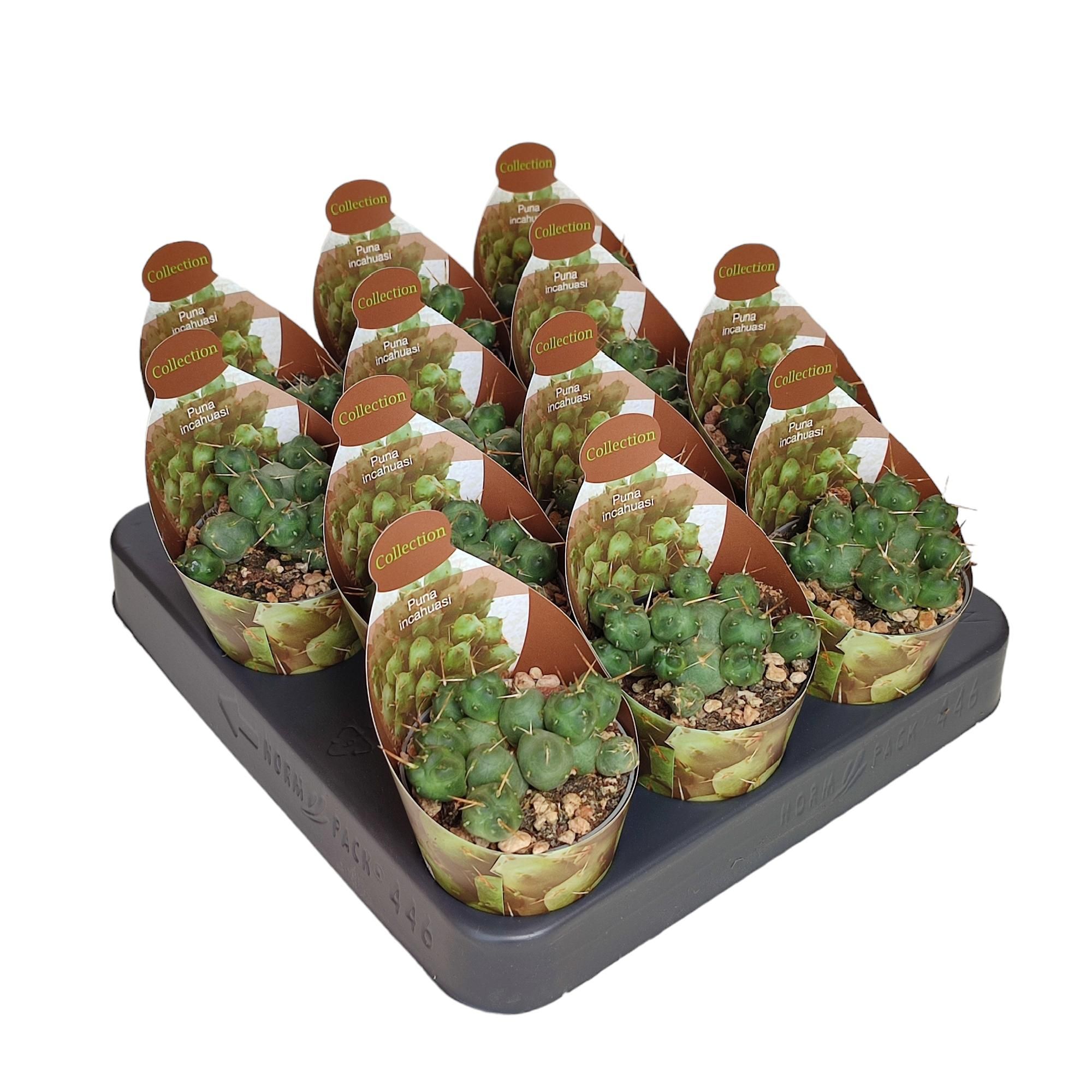 PUNA INCAHUASI - POT Ø 6,5 - COLLECTION WITH POTCOVER (CACTUS), D 6,5