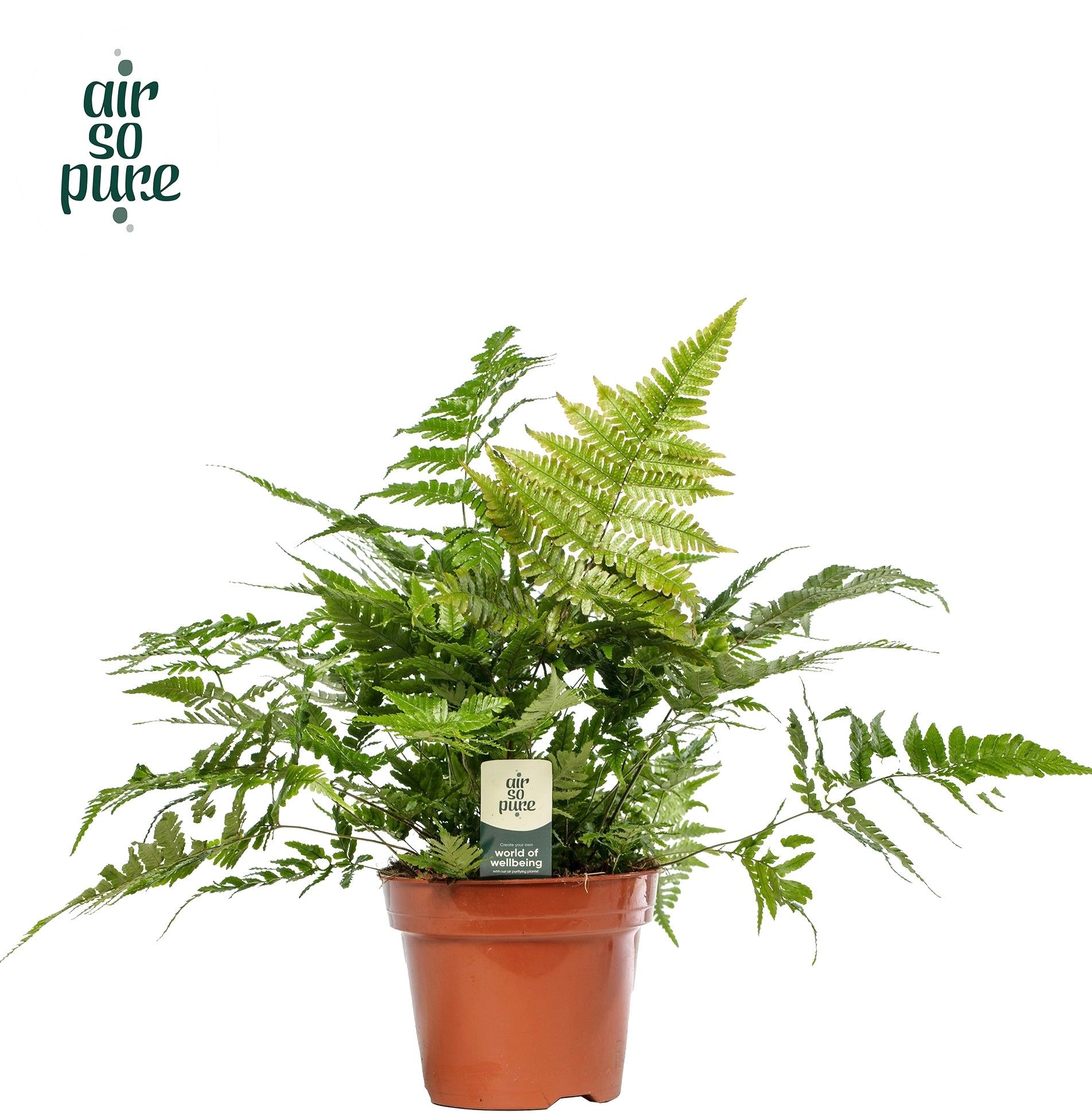 Dryopteris erythrosora - Air So Pure, D 17 cm
