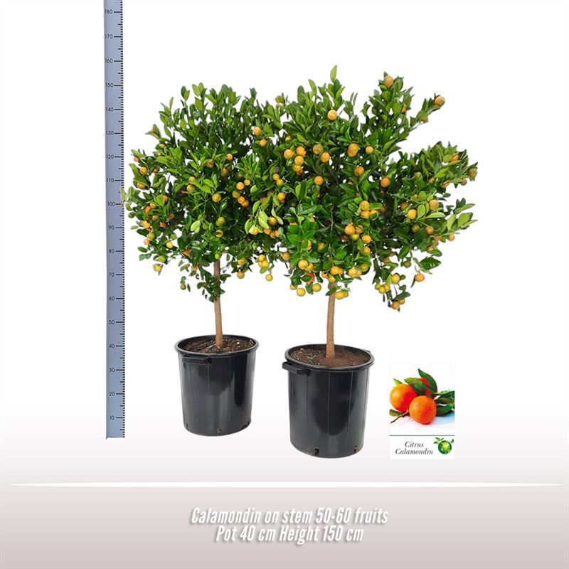 Calamondin op stam, D 40