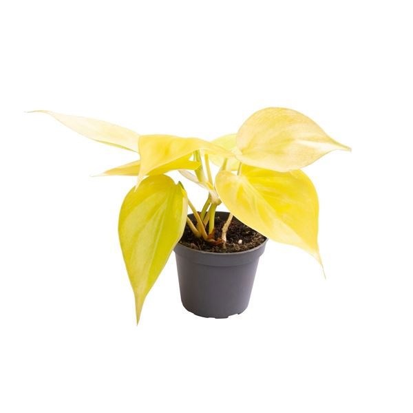 Philodendron Neon, D 6 cm