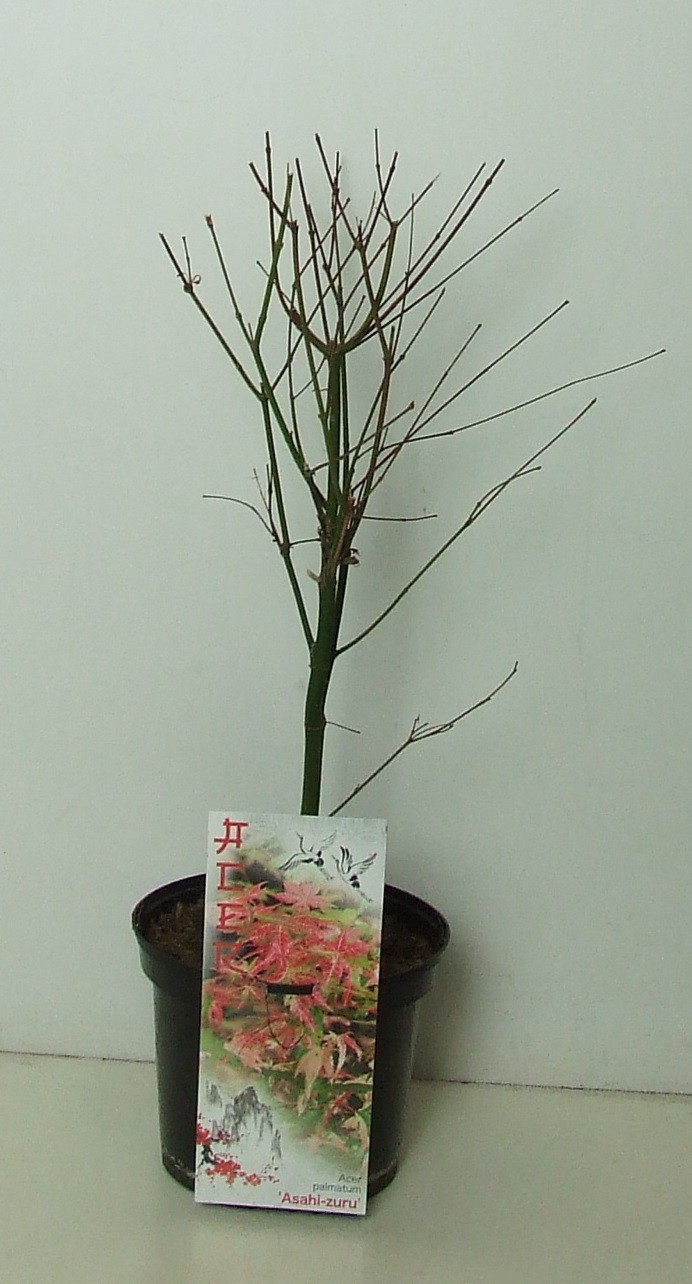 Acer palmatum 'Asahi-zuru' P19, D 19