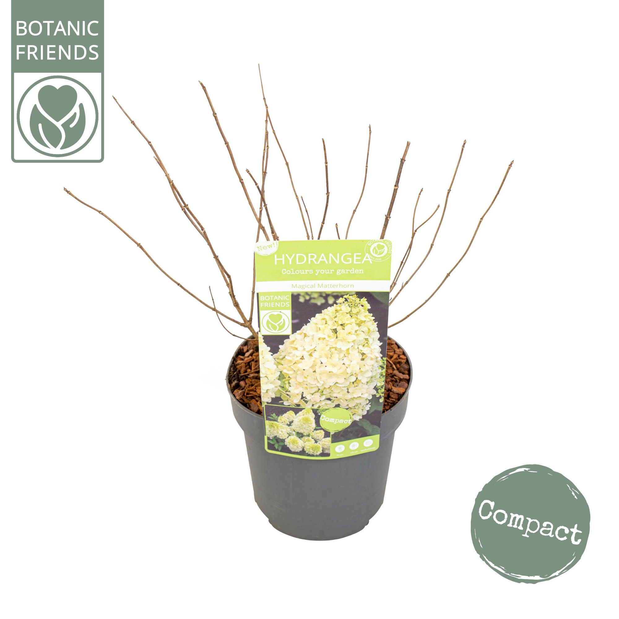 Hydrangea pan. 'Magical Matterhorn', D 19