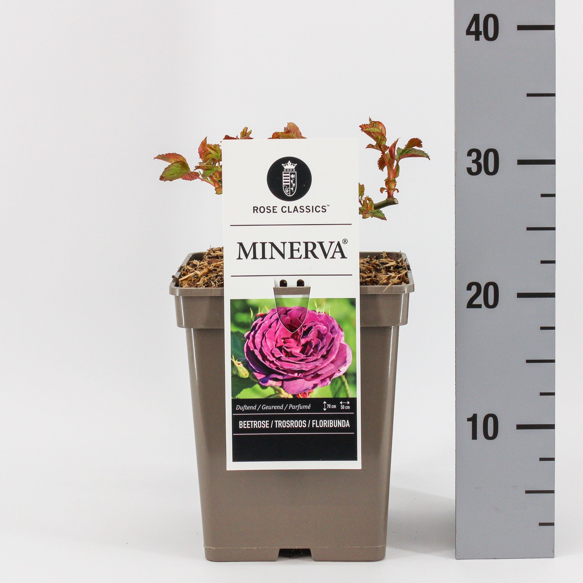 Rosa (F) Minerva ®, C5, D 23