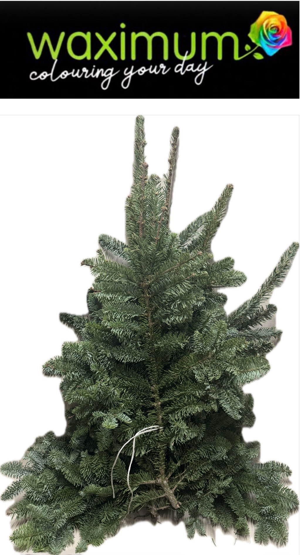 Нобилис Нордман за кило 60 (зел.), шт.