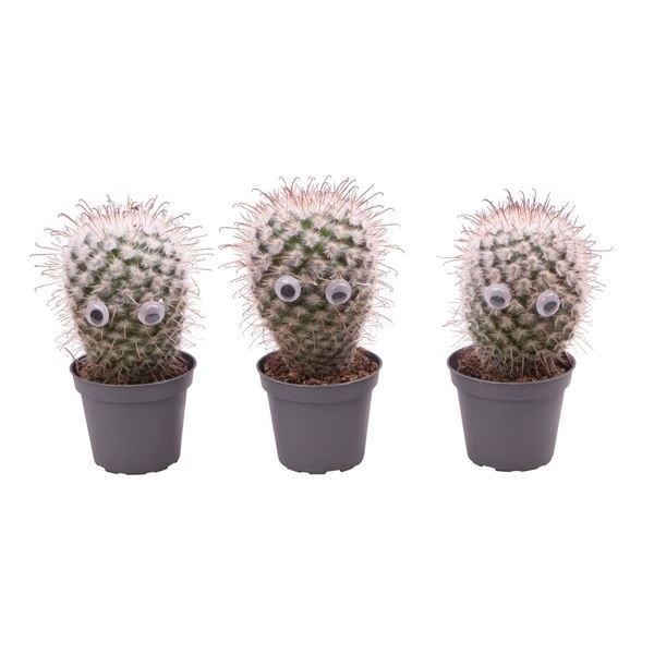 Cactus Mix with eyes, D 6 cm